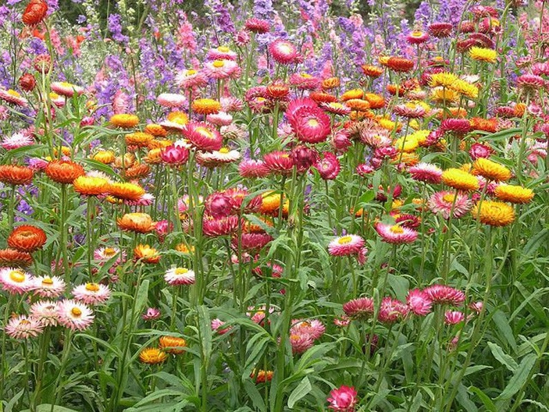 Strawflower Swiss Giant Seeds Etsy