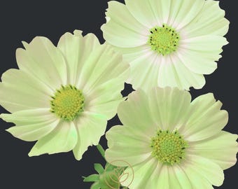 Cosmos Limelight Flowers - 20 Seeds Pack || Vibrant Blooms for Your Garden || Gardening Gift