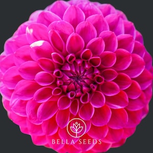 Dahlia Pompon Mix 50 Seeds || Flower Planting || Gardening Gift || Vibrant Blooms || Garden Enthusiasts