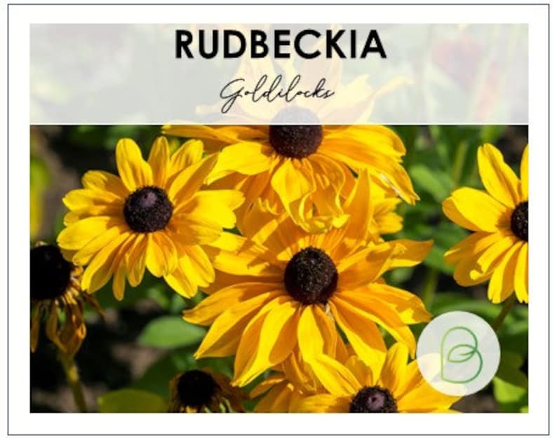 Rudbeckia Goldilocks Seeds