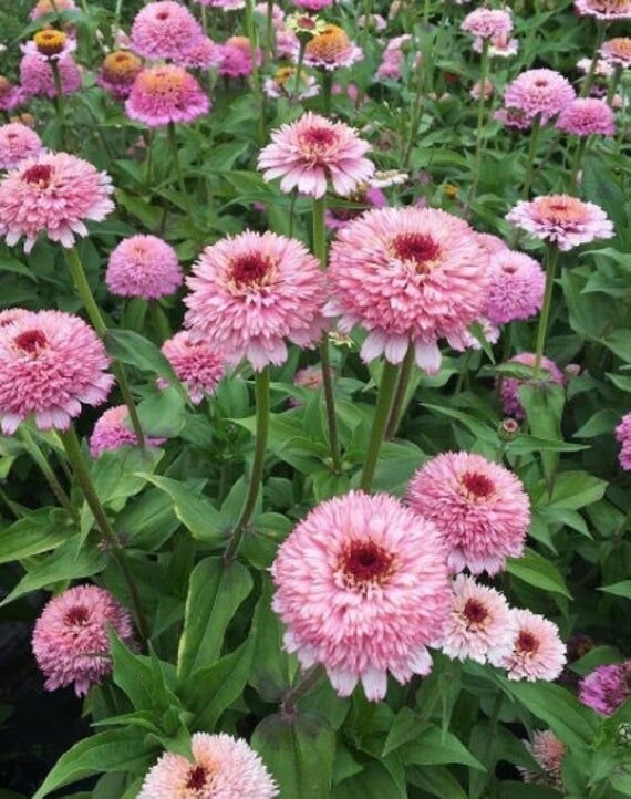 Zinnia Zinderella Lilac 10 Seeds - Etsy