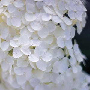 May include: Close-up of a cluster of white hydrangea flowers. The petals are soft and delicate, creating a beautiful, textured floral display.