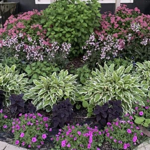May include: A garden bed featuring a mix of plants, including hostas with white-edged leaves, purple-leaved plants, and pink and purple flowers.