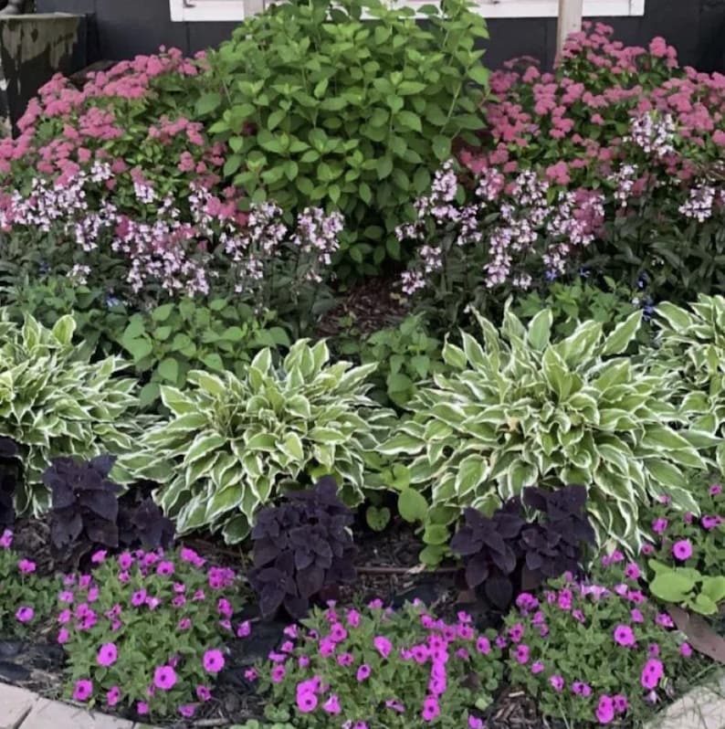 May include: A garden bed featuring a mix of plants, including hostas with white-edged leaves, purple-leaved plants, and pink and purple flowers.