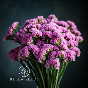 Statice Forever Rose 25+ Seeds, Dried Flowers, Dried Bouquet, Cut Flower Seeds, Status seeds