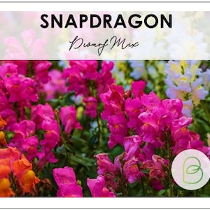 May include: A close-up of a variety of snapdragon flowers in shades of pink, orange, and white. The flowers are arranged in a cluster and have a delicate, ruffled appearance. The text "SNAPDRAGON Dwarf Mix" is visible at the top of the image.