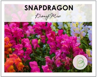 Snapdragon Dwarf Mix Seeds, Landscape flowers, Cool Flowers, Spring Blooms, Rare Seeds
