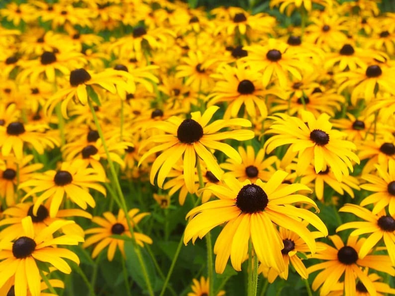 BellaSeedsUS Rudbeckia Black-Eyed Susan Seeds - Thumbnail 2