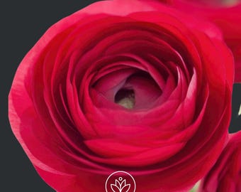 Tecolote Red Ranunculus Corms (5-6 cm): Persian Buttercup Flower Bulbs