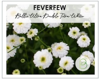 Feverfew Balls Ultra Double Tetra White 25+ Seeds, Chrysanthemum Parthenium, Matricaria Seed