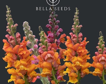 Snapdragon Opus Early Bronze Seeds