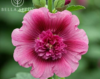 Alcea rosea, Hollyhock Queeny Purple Seeds 15 seeds