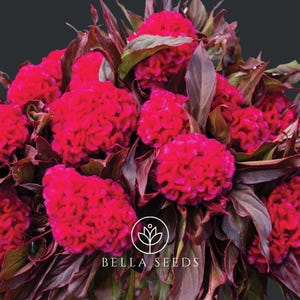 Celosia Prince Rose Seeds, 25 Seeds