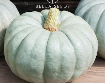 Jarrahdale ORGANIC Pumpkin Seeds, 15 Seeds, Green Blue Pumpkin Seeds