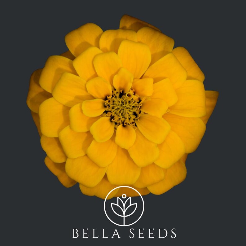 BellaSeedsUS Benary's Giant Zinnia - Thumbnail 3