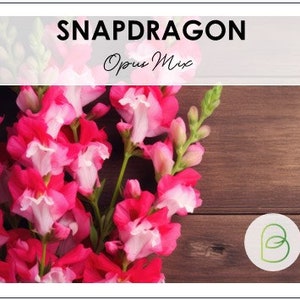 May include: A bouquet of pink and white snapdragon flowers with green stems. The flowers are arranged on a wooden surface. The text "SNAPDRAGON Opus Mix" is displayed above the flowers.