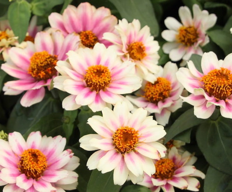 Bella Zinnia Profusion - Thumbnail 4