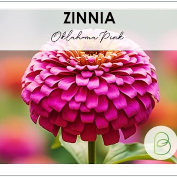 Zinnia Oklahoma Pink 25+ Seeds, pollinator and cut flower for bouquets, Wedding Flowers, Easy to grow, Zinnia Elegans, Rare Seeds