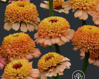 Zinderella Peach Zinnia 10 Seeds, Zinnia Elegans, Professional Cut Flower, Wedding flowers, Rare Seeds, Fast Free Shipping, Salmon Double