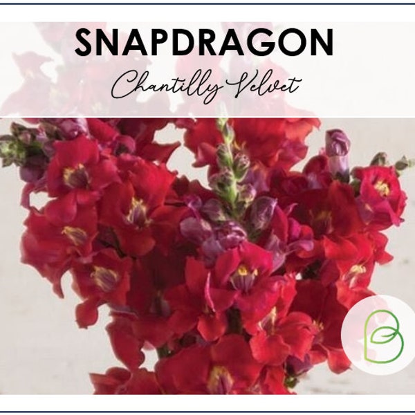 Snapdragon Chantilly Velvet Seeds