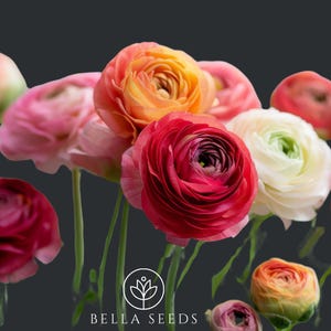 Tecolote Mix Ranunculus Corms, 5-6 cm,Ranunculus Corms, Persian Buttercups, Flower Bulbs