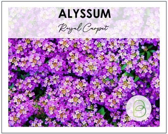 1000 Royal Carpet Alyssum Seeds, Purple Alyssum