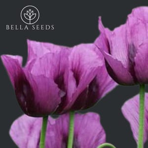Poppy Hungarian Blue Breadseed 30 Seeds