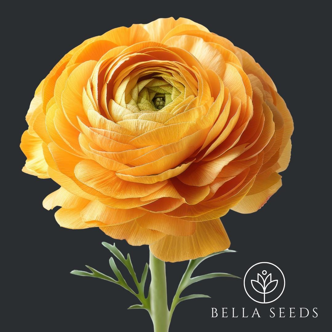 Soft Gold Ranunculus Tecolote Gold Ranunculus Corms (5-6 Cm): Persian Buttercup Flower Bulbs ...