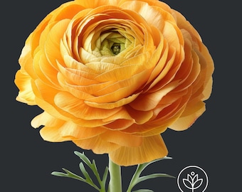 Tecolote Gold Ranunculus Corms (5-6 cm): Persian Buttercup Flower Bulbs