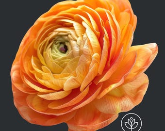 Tecolote Sunset Ranunculus Corms (5-6 cm): Persian Buttercup Flower Bulbs