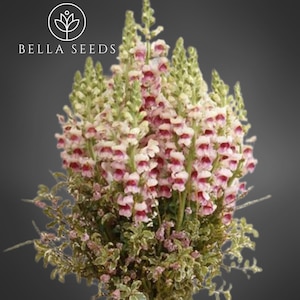 Snapdragon Maryland PlumBlossom Seeds