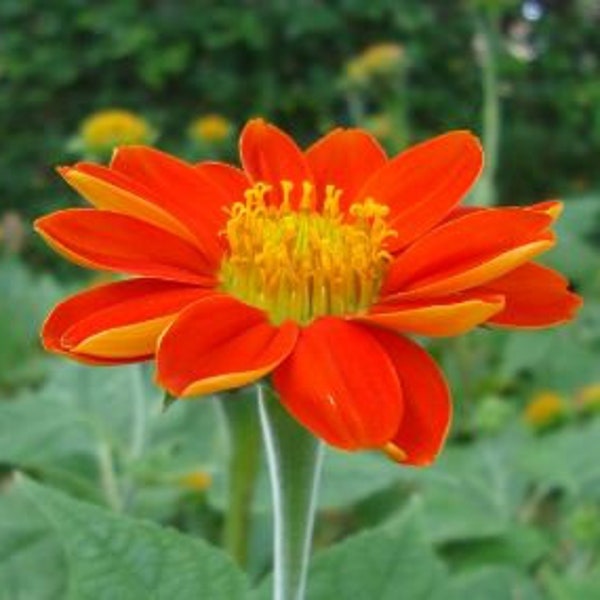 Mexican Sunflower Seeds Etsy