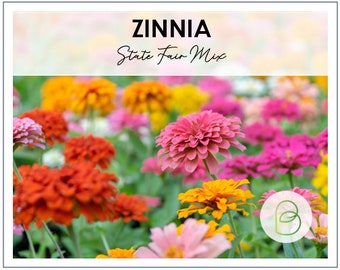 Zinnia State Fair Mix Seeds | 25 Seeds | Annual Cut Flower Seeds | Easy to grow | Colorful Seeds