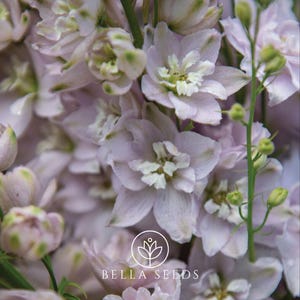 May include: Close-up of a bouquet of light purple larkspur flowers with white centers. The flowers are in focus, while the green stems and leaves are blurred in the background.