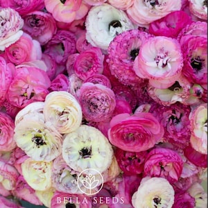 Tecolote Picotee Mix Ranunculus Corms, 5-6 cm, Ranunculus Corms, Persian Buttercups, Flower Bulbs