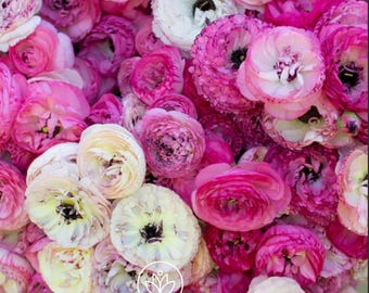 Tecolote Picotee Ranunculus Corms: Persian Buttercup Flower Bulbs (5-6 cm)