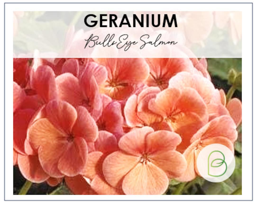 Geranium Bullseye Salmon Seeds Annual Flower Seeds Pelargonium X
