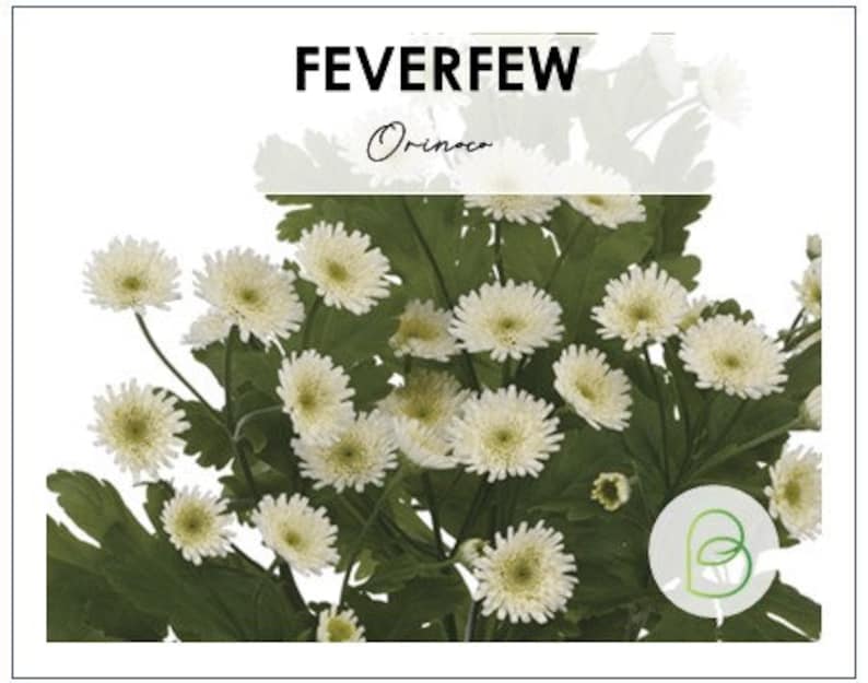 Bella Feverfew Orinoco