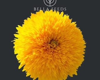 50 Sunflower Teddy Bear Seeds Bouquet || Flower Arrangement || Floral Gift || Botanical Decor || Nature-inspired home accent