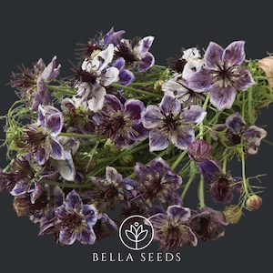 Nigella Albion Black Pod 25 seeds, Nigella, Cut Flowers
