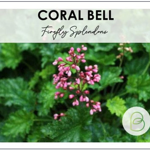 Firefly Splendens Coral Bell Seeds, Heuchera, Perennial, Shade Plant