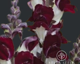 Snapdragon Night and Day seeds