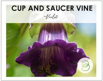 Cup and Saucer Vine violet 10 Seeds, vining plant, garden seeds