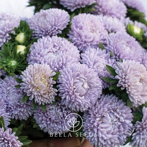 Aster Lady Coral Lavender Seeds, 25 Seeds