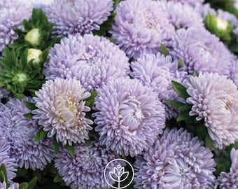 Aster Lady Coral Lavender Seeds, 25 Seeds