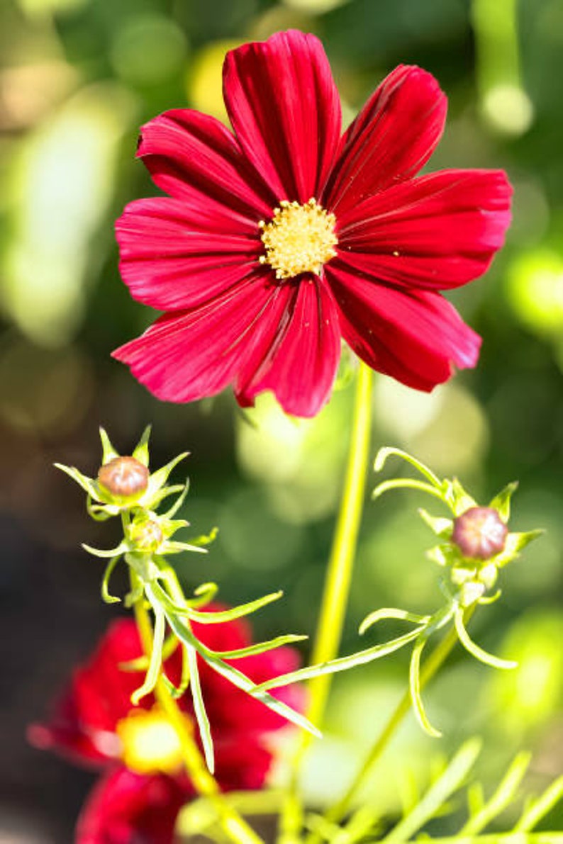 Cosmos Dazzler Seeds || 100 Count || Flower Garden || Planting ...