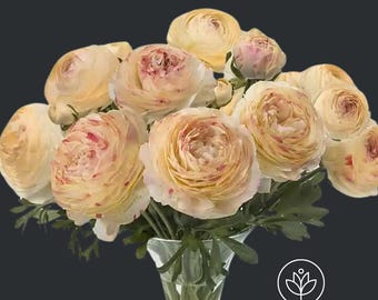 Romance Hydra Ranunculus Corms: Creamy Yellow Persian Buttercups