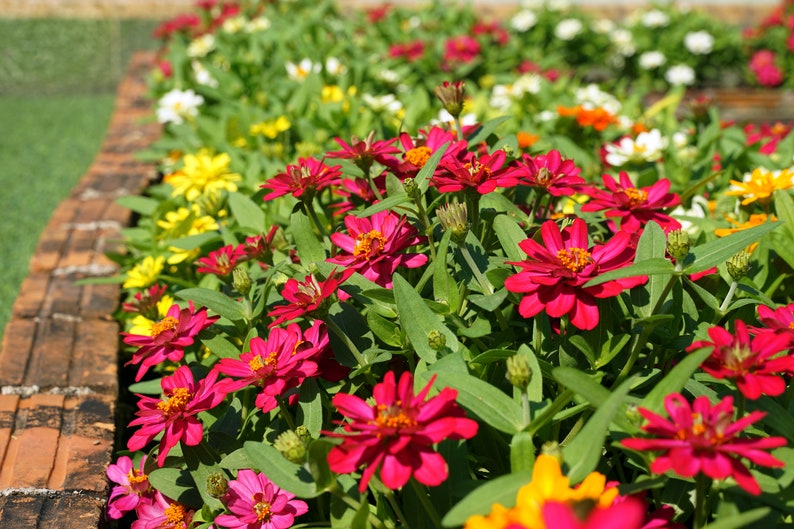 BellaSeedsUS Zahara Zinnia Seeds - Thumbnail 2