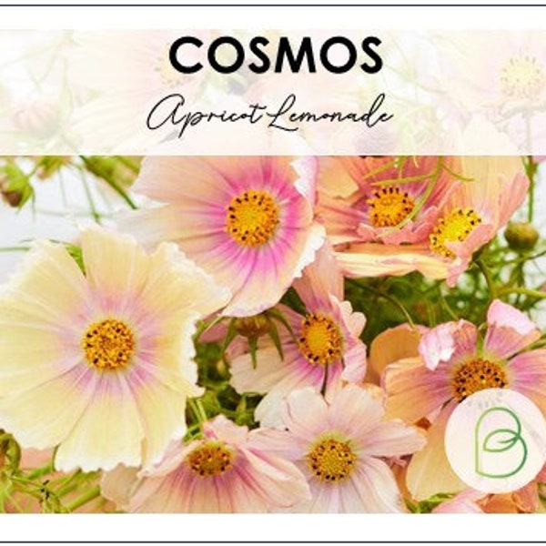 Cosmos Apricot Lemonade Flowers - 20 Seeds Pack || Vibrant Blooms for Your Garden || Gardening Gift