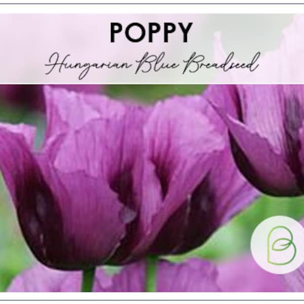 Poppy Hungarian Blue Breadseed 30 Seeds